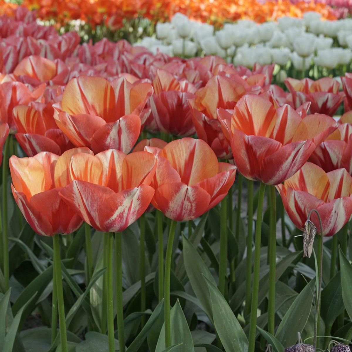 Spryng Break - Tulips - Fluwel