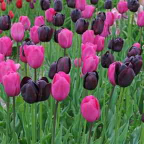 Strike me Pink - Mixes - Fluwel