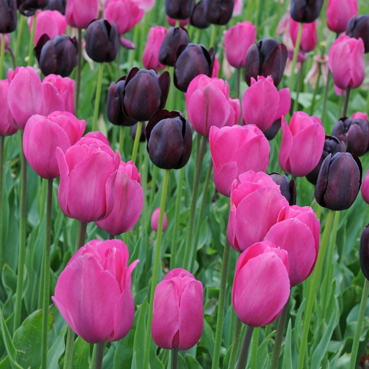 Strike me Pink - Mixes - Fluwel