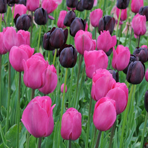 Strike me Pink - Mixes - Fluwel