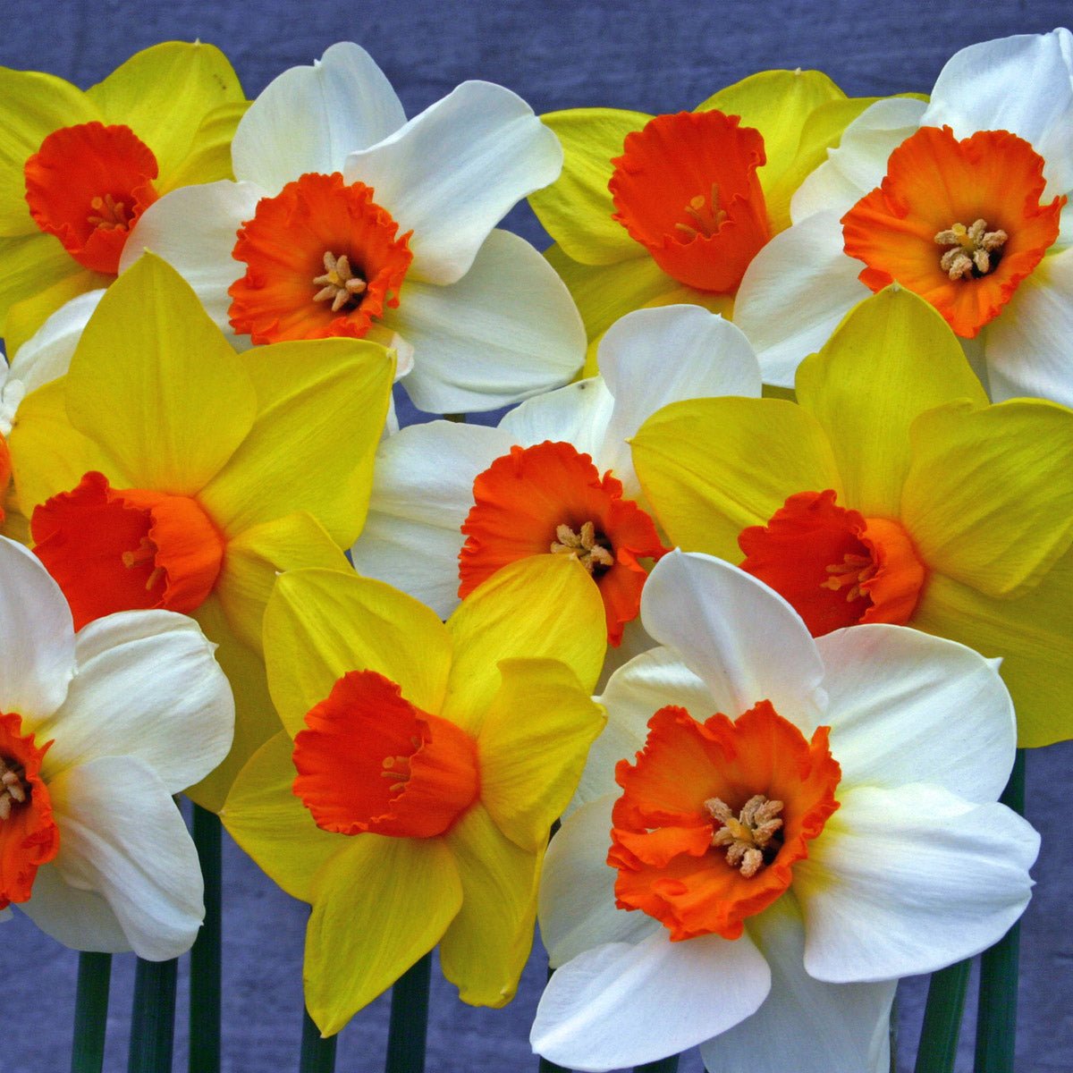 Sunshine Boys™ - kleurrijk bloembollenmengsel - Fluwel