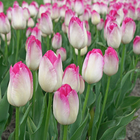 Supri Erotic - Tulips - Fluwel