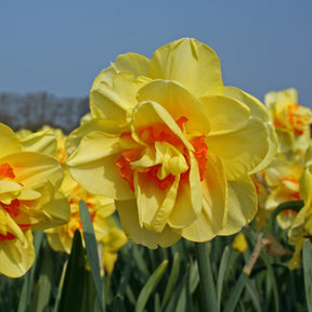 Tahiti - Narcissus - Fluwel