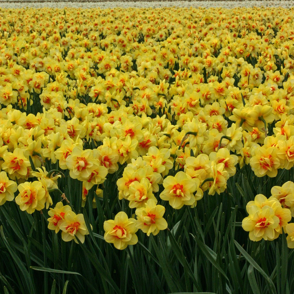 Tahiti - meerkleurige Double narcis - Fluwel