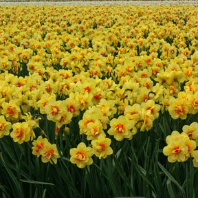 Tahiti - Narcissus - Fluwel