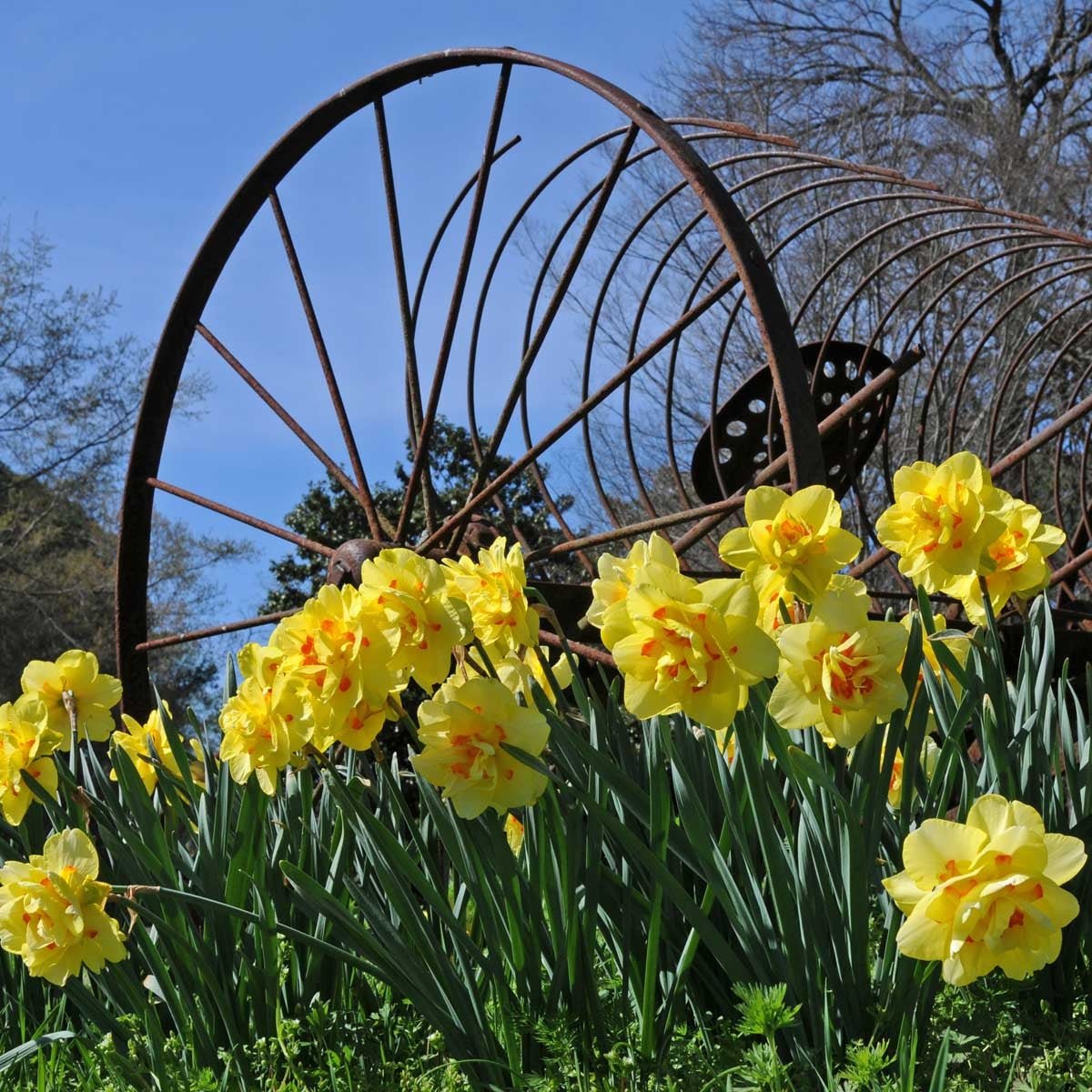 Tahiti - meerkleurige Double narcis - Fluwel