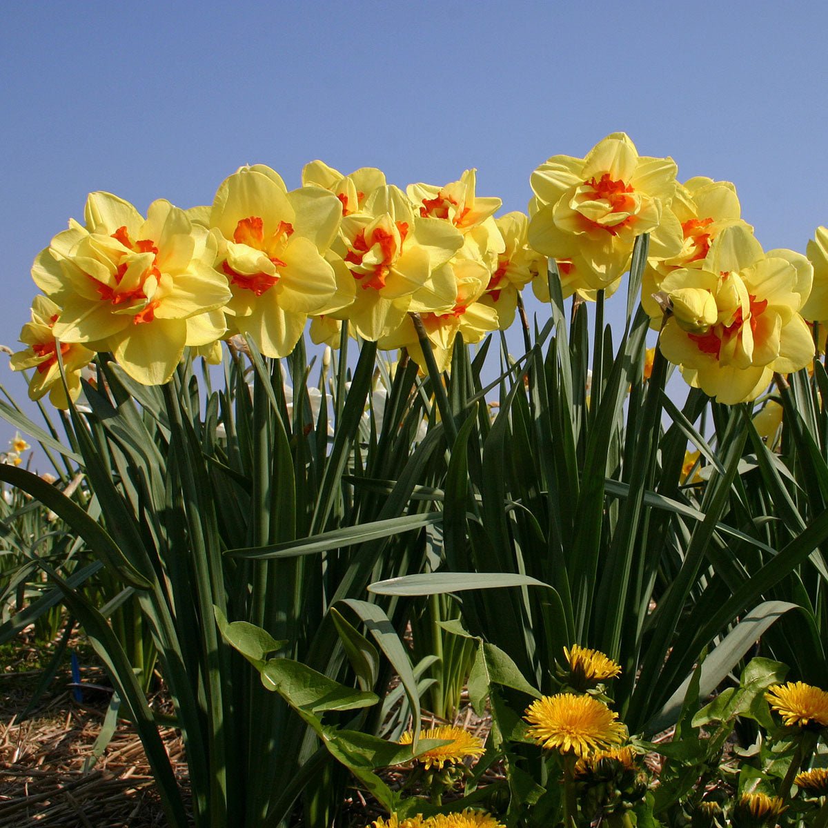 Tahiti - meerkleurige Double narcis - Fluwel