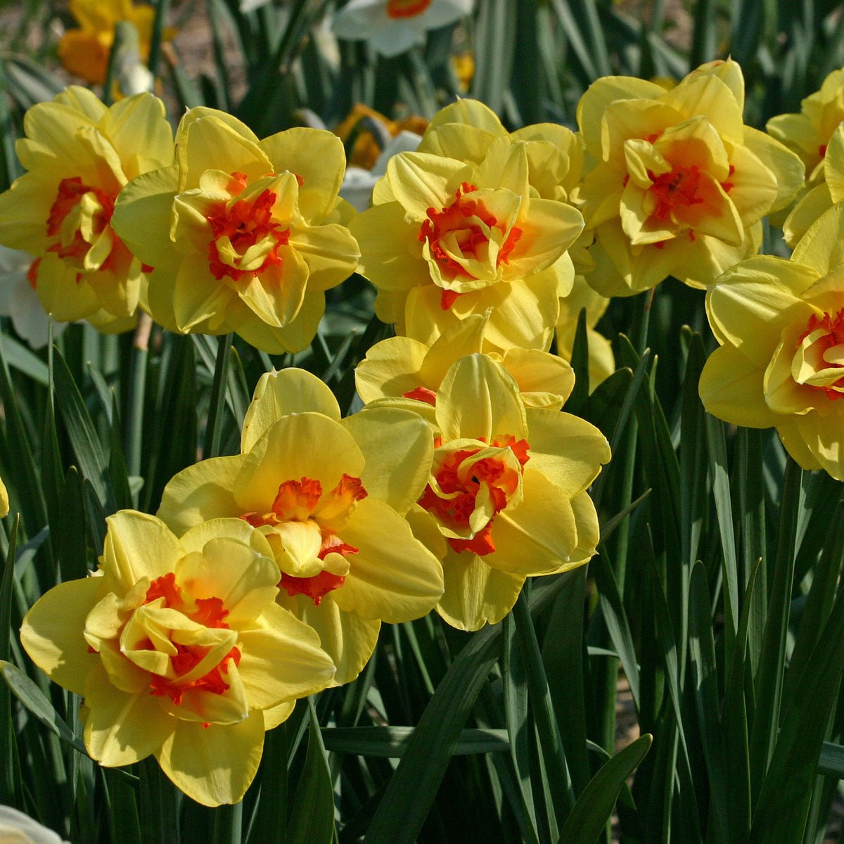 Tahiti - Narcissus - Fluwel