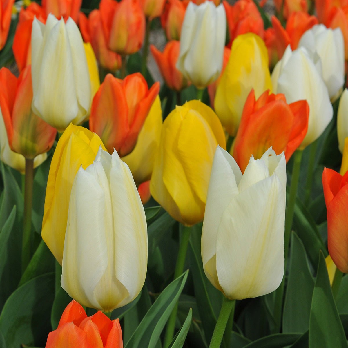 Tang Dynasty® - Mixes - Fluwel