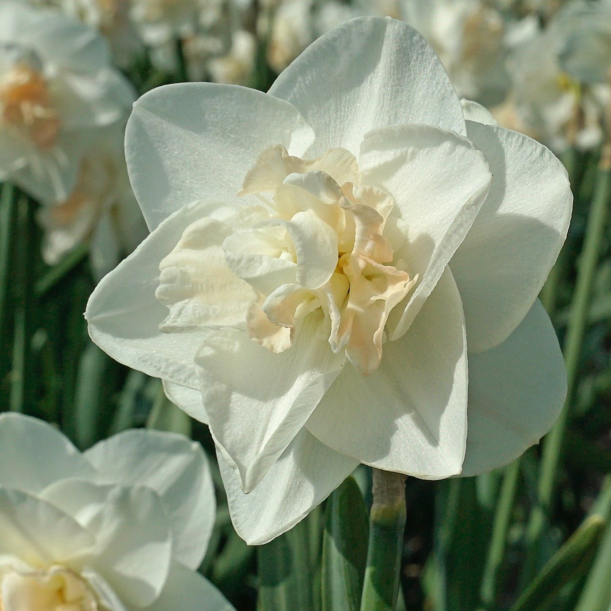 Tender Beauty - Narcissus - Fluwel