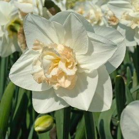 Tender Beauty - Narcissus - Fluwel