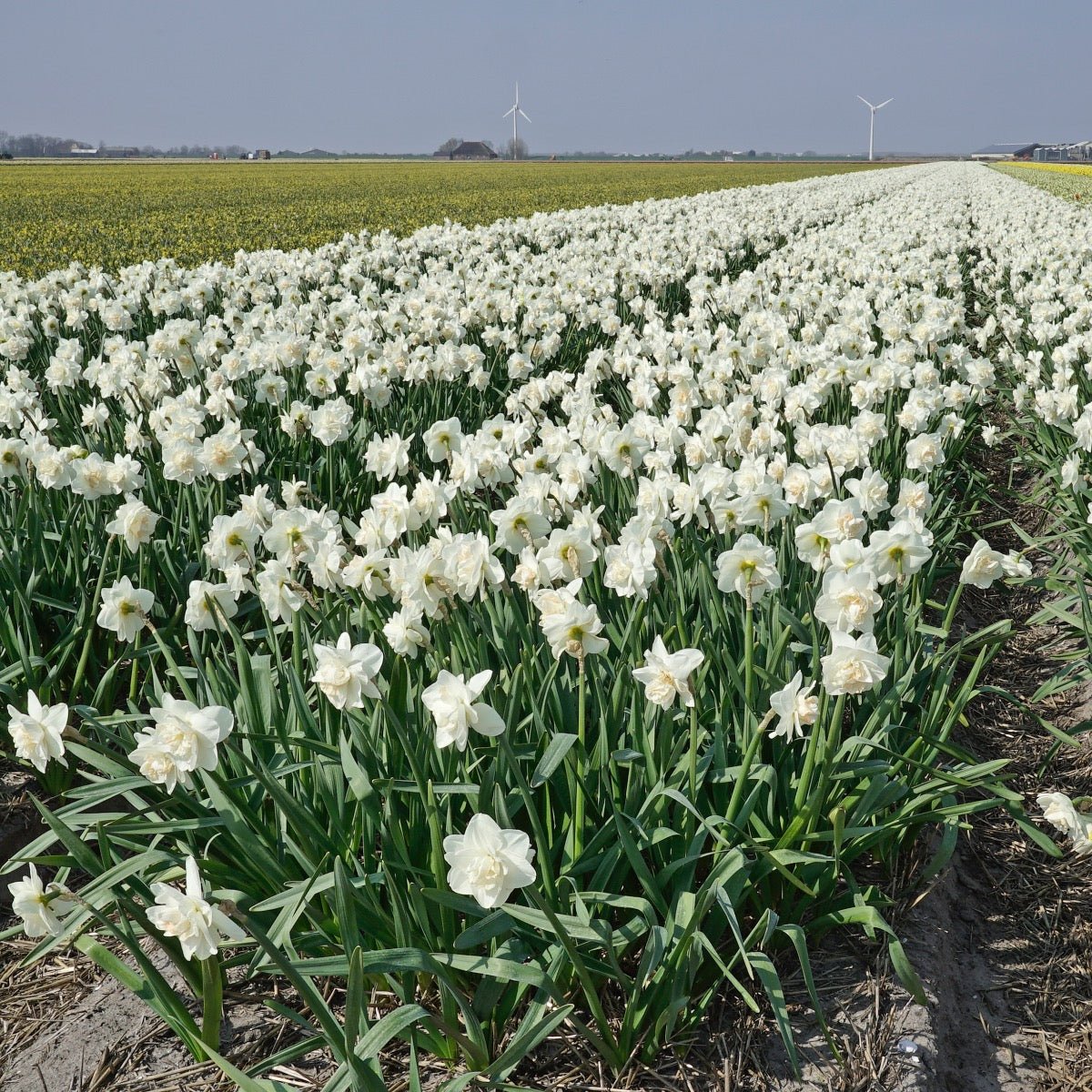 Tender Beauty - Narcissus - Fluwel