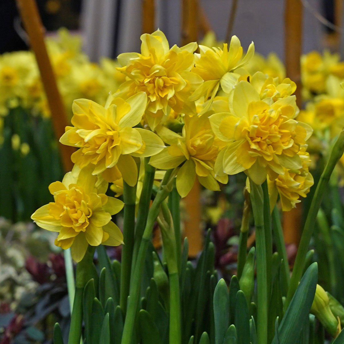 Tete Bouclé - gele Double narcis - Fluwel