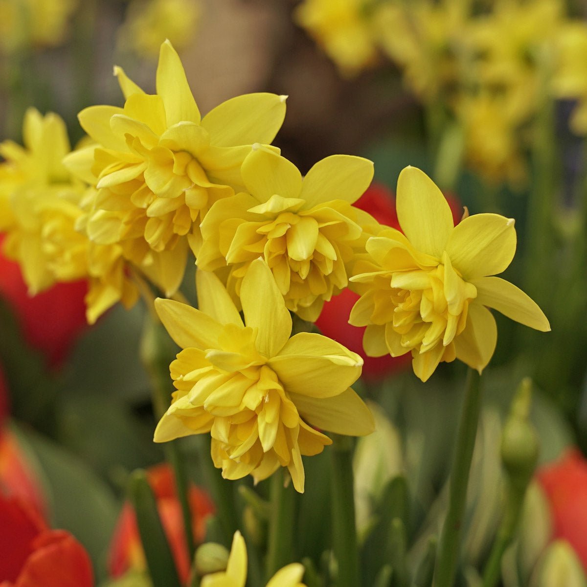 Tete Bouclé - gele Double narcis - Fluwel