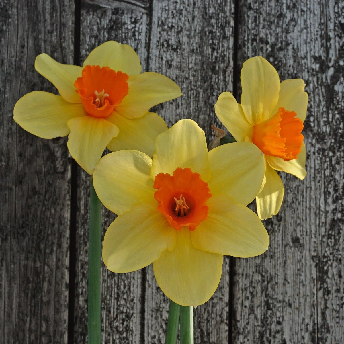Texel Sun - meerkleurige Large-cupped narcis - Fluwel