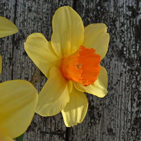 Texel Sun - Narcissus - Fluwel