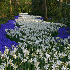 Thalia - Narcissus - Fluwel