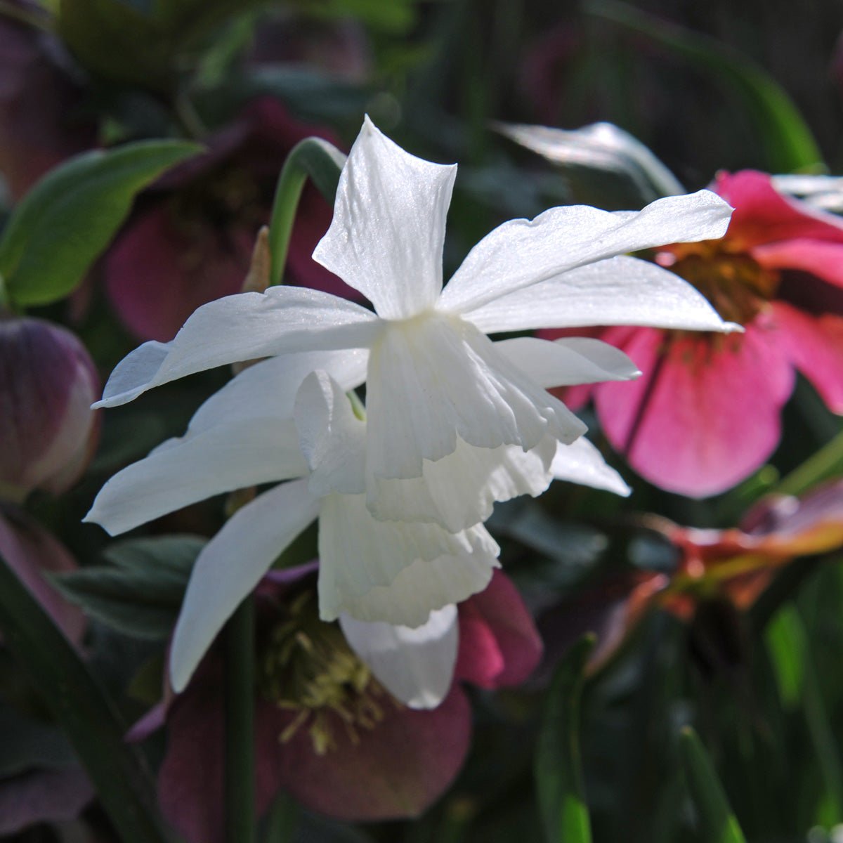 Thalia - witte Triandrus narcis - Fluwel