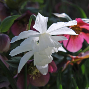 Thalia - Narcissus - Fluwel
