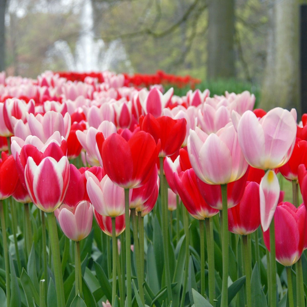 The Delights - Mixes - Fluwel