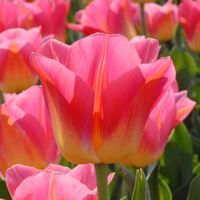 Tom Pouce - Tulips - Fluwel