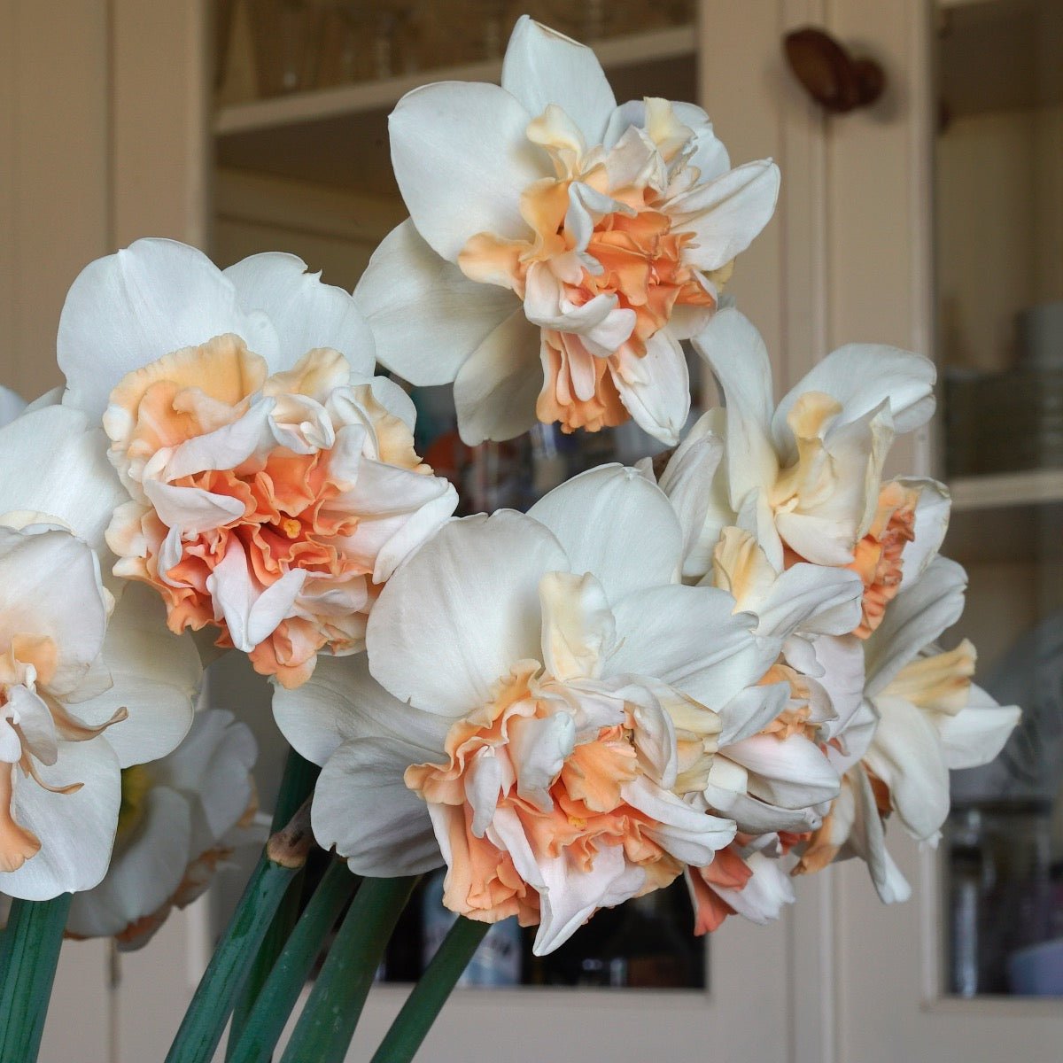 Tropic Isle - Narcissus - Fluwel