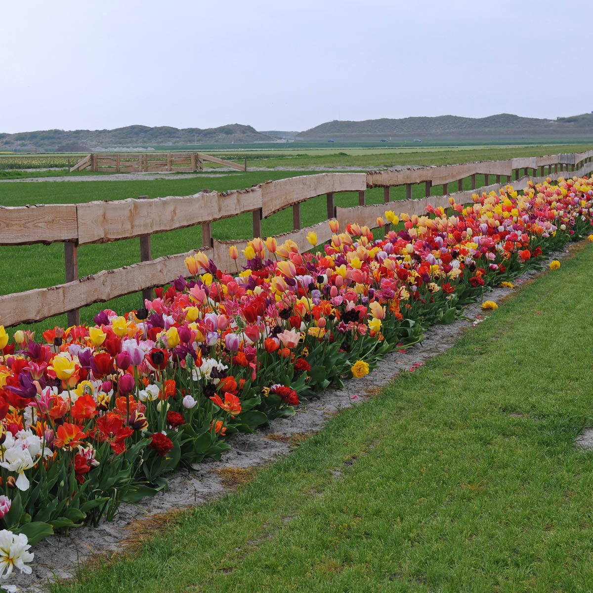 Tutti Tulpi - Mixes - Fluwel