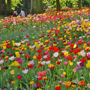 Tutti Tulpi - Mixes - Fluwel