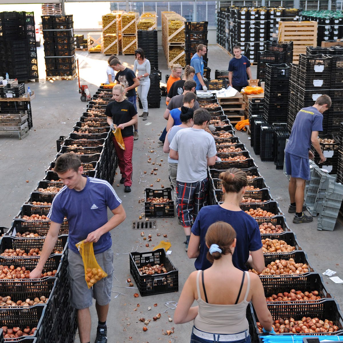 Tutti Tulpi - Mixes - Fluwel