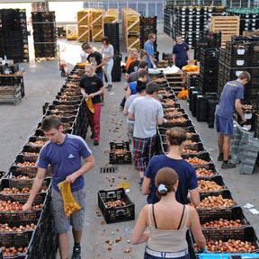 Tutti Tulpi - Mixes - Fluwel