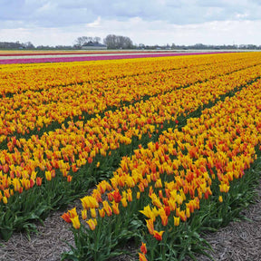 Vendee Globe - Tulips - Fluwel