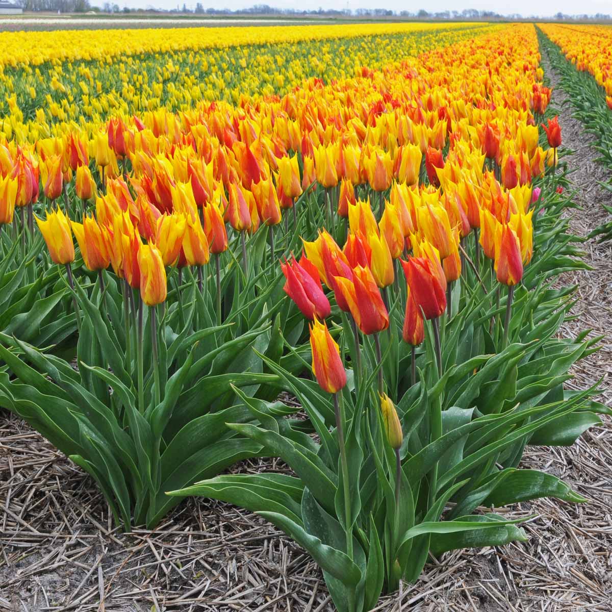 Vendee Globe - Tulips - Fluwel