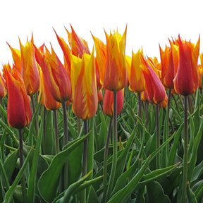 Vendee Globe - Tulips - Fluwel