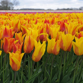 Vendee Globe - Tulips - Fluwel