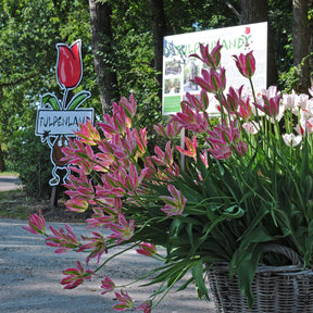 Virichic - Tulips - Fluwel