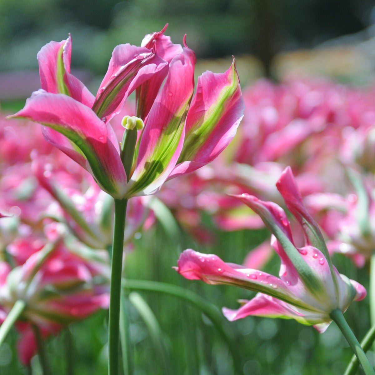 Virichic - Tulips - Fluwel