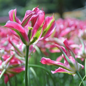 Virichic - Tulips - Fluwel