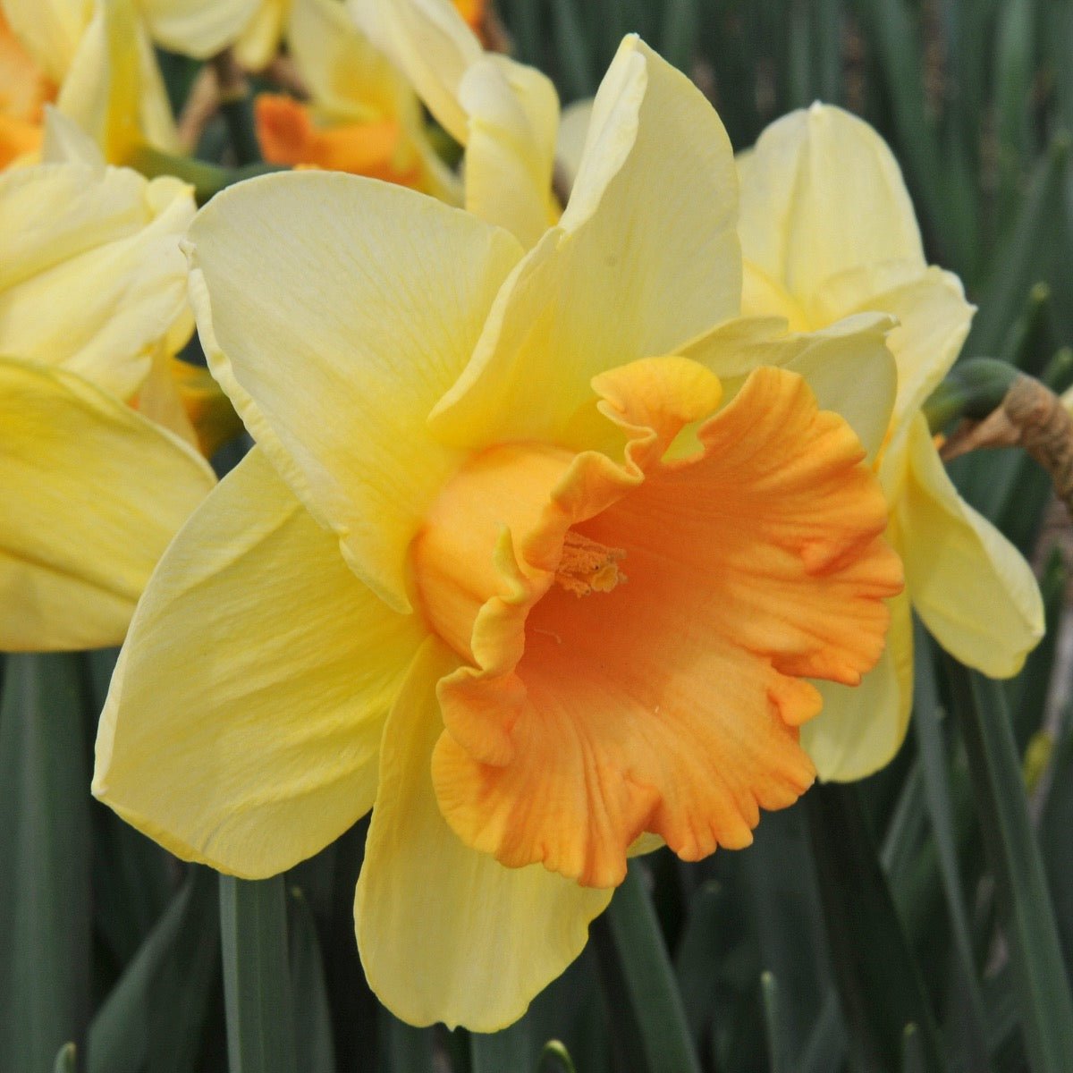 Warming Up - Narcissus - Fluwel