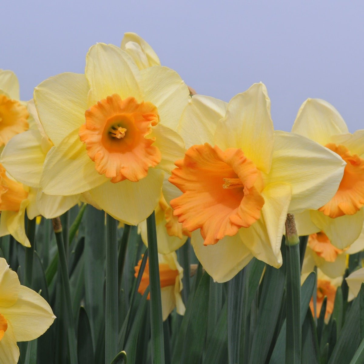 Warming Up - Narcissus - Fluwel