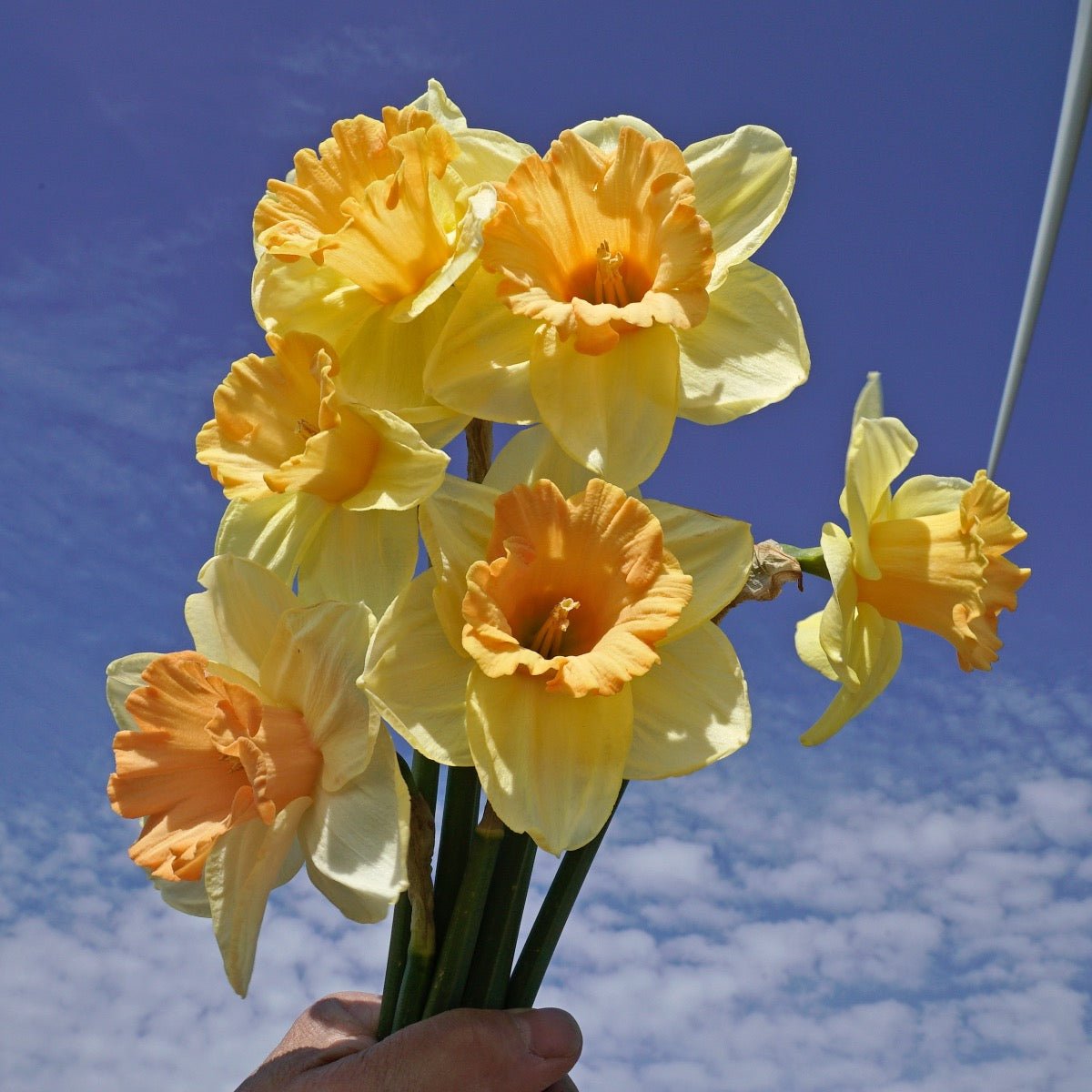 Warming Up - Narcissus - Fluwel