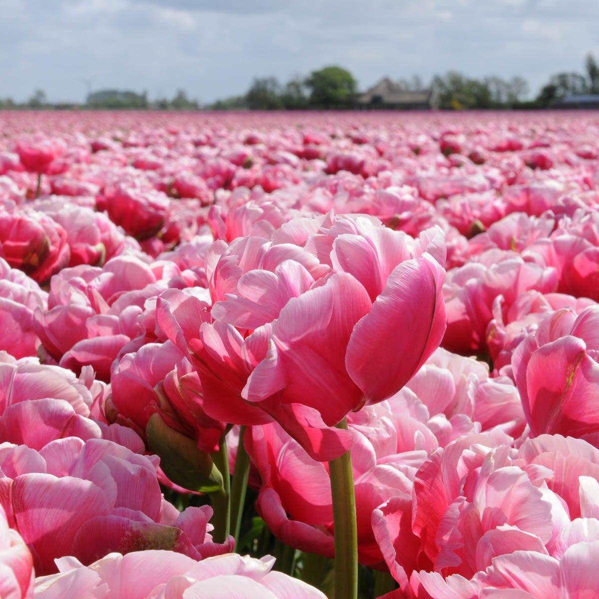 Wedding Gift - Tulips - Fluwel