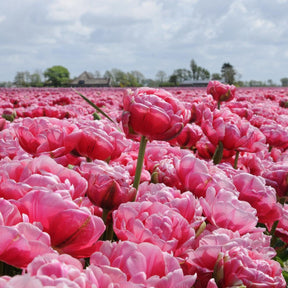 Wedding Gift - Tulips - Fluwel