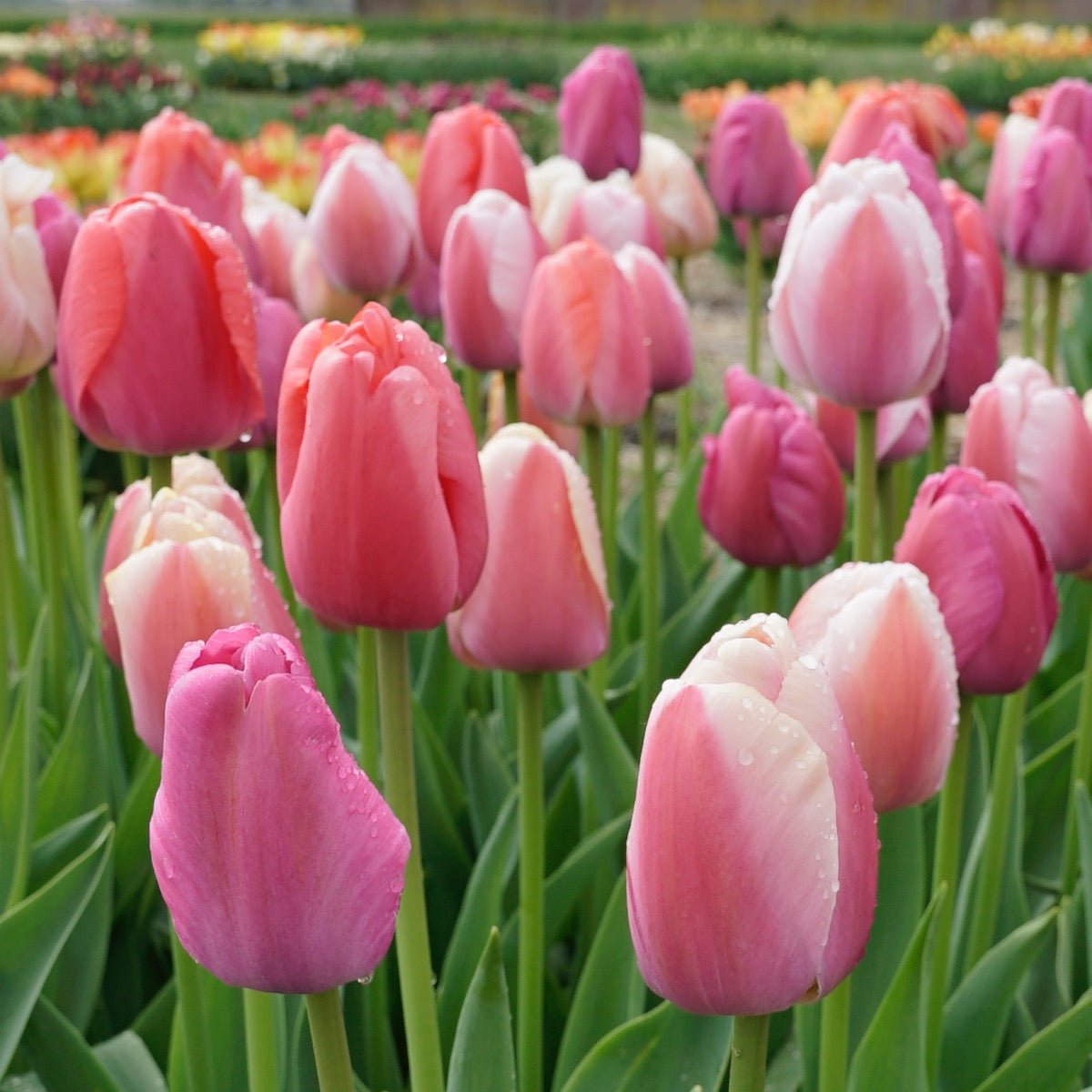 Wellspring™ - Mixes - Fluwel