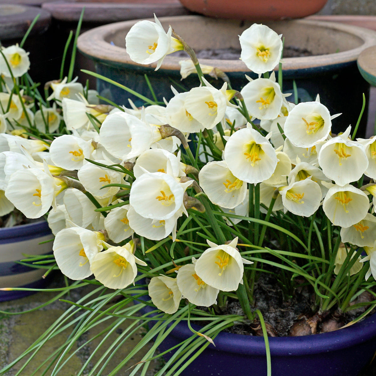 White Petticoat - witte Bulbocodium Hoop Petticoat narcis - Fluwel