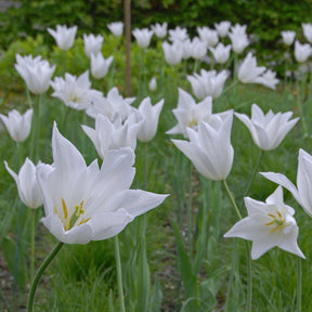 White Triumphator - Tulips - Fluwel