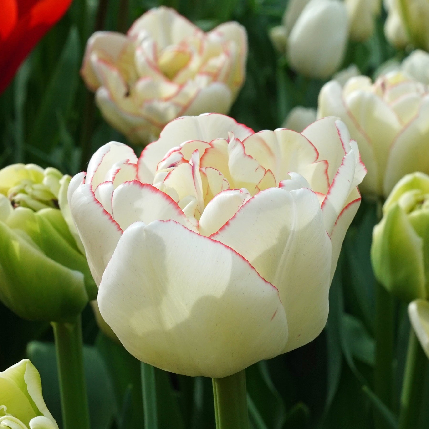 Wild Romance - Tulips - Fluwel