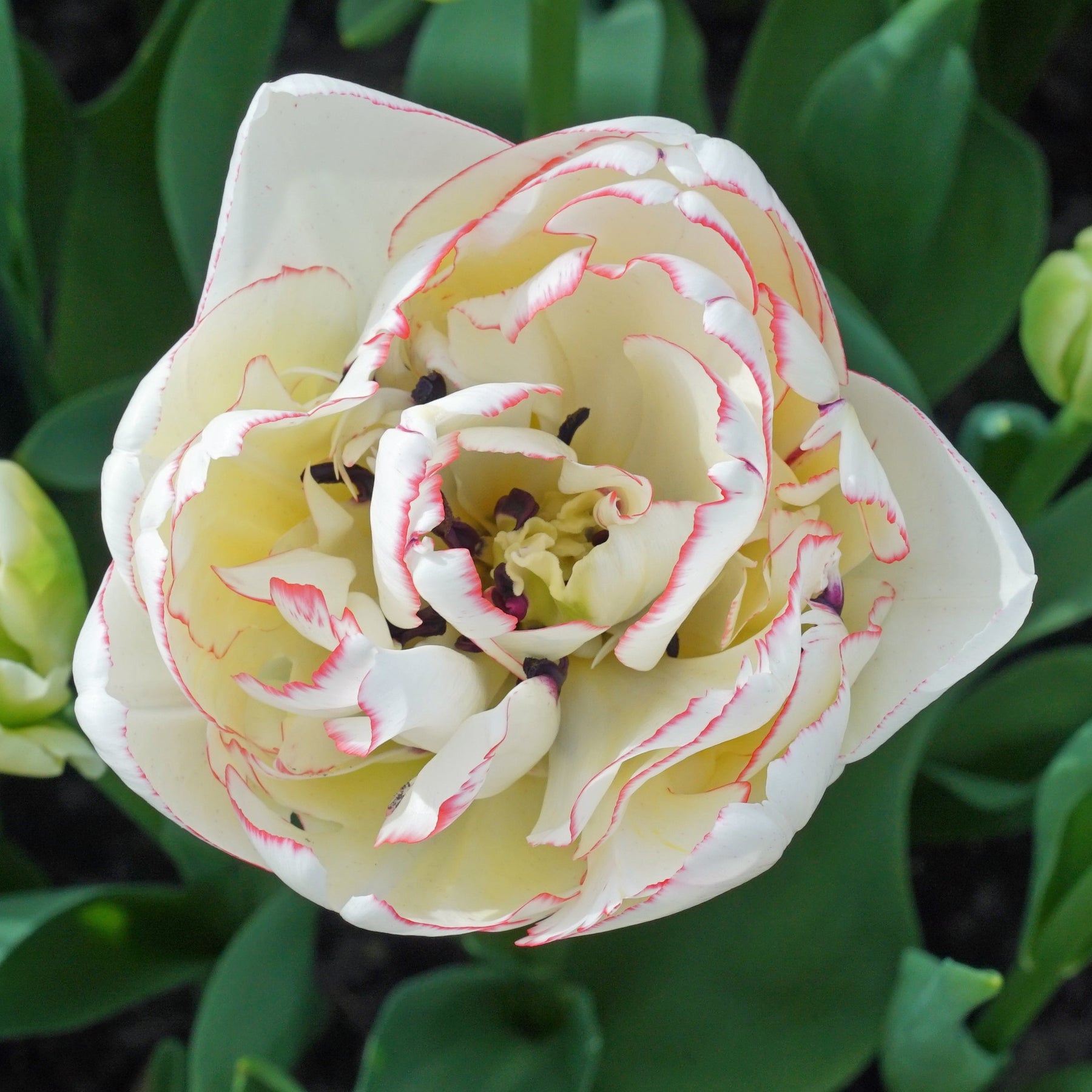 Wild Romance - Tulips - Fluwel