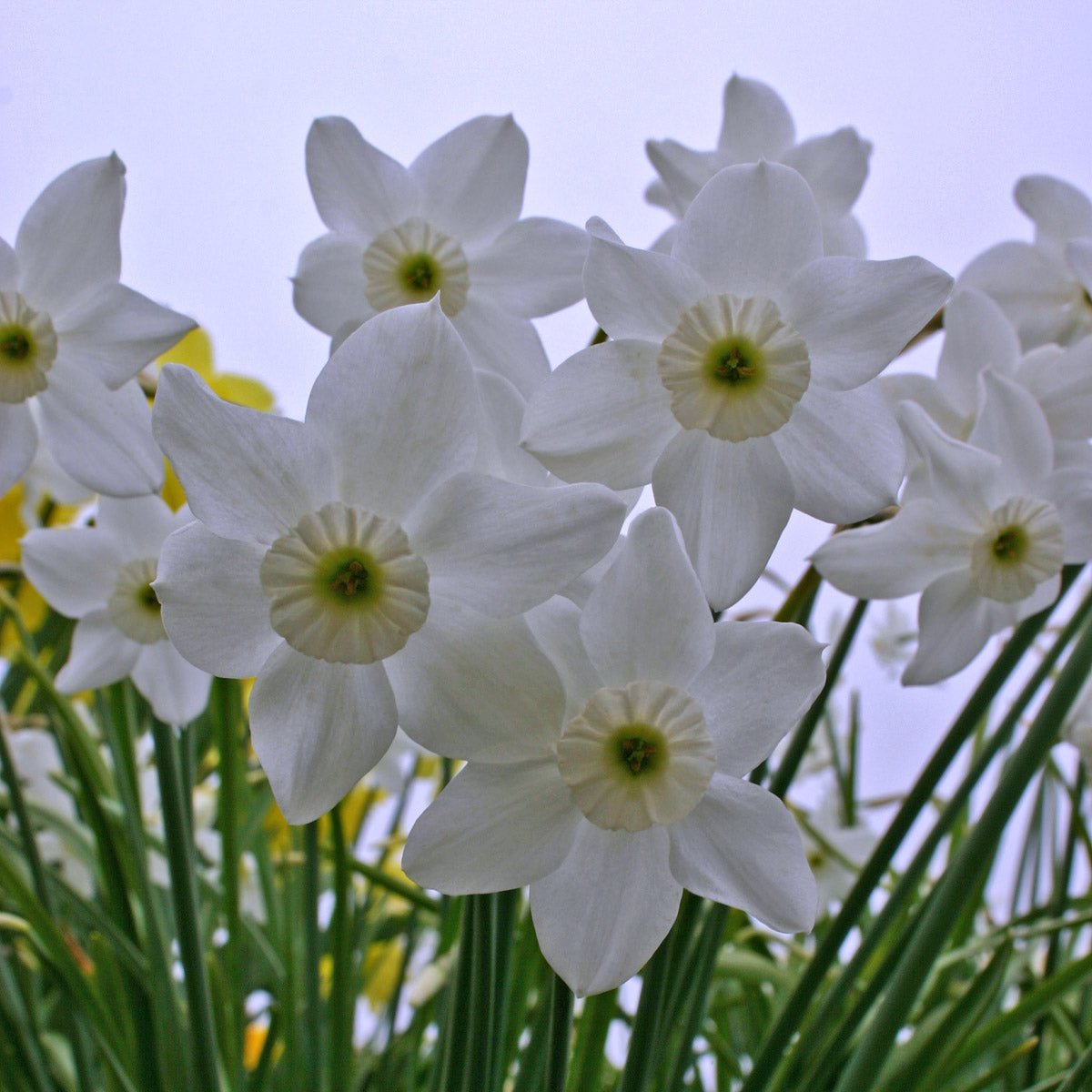 Xit - witte Small-cupped narcis - Fluwel