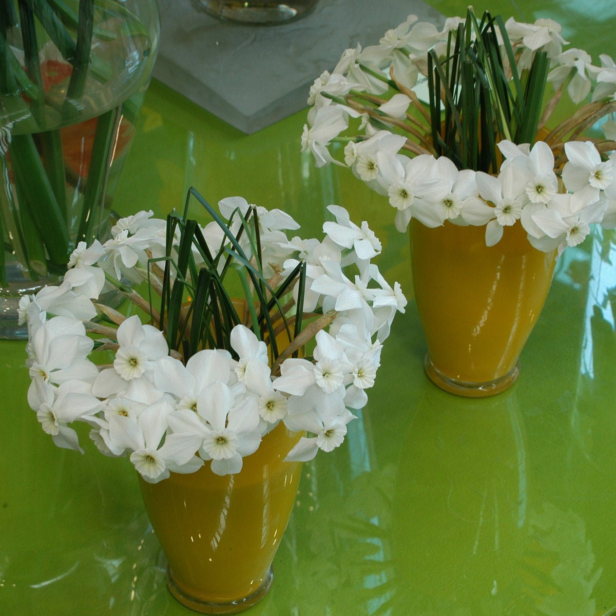 Xit - witte Small-cupped narcis - Fluwel