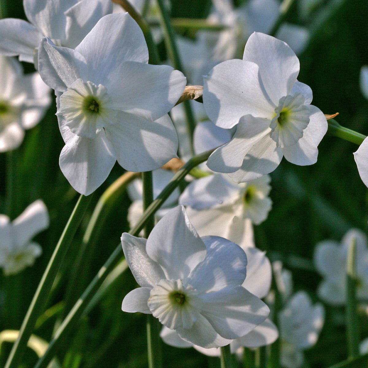 Xit - witte Small-cupped narcis - Fluwel